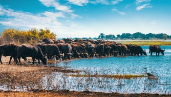 645e70b863e13681db5e0df6_Lake Manyara banner