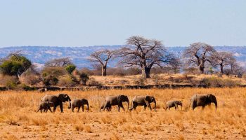 Tarangire-National-Park